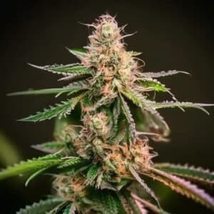 Canut® Autoflower Seeds - photo 1