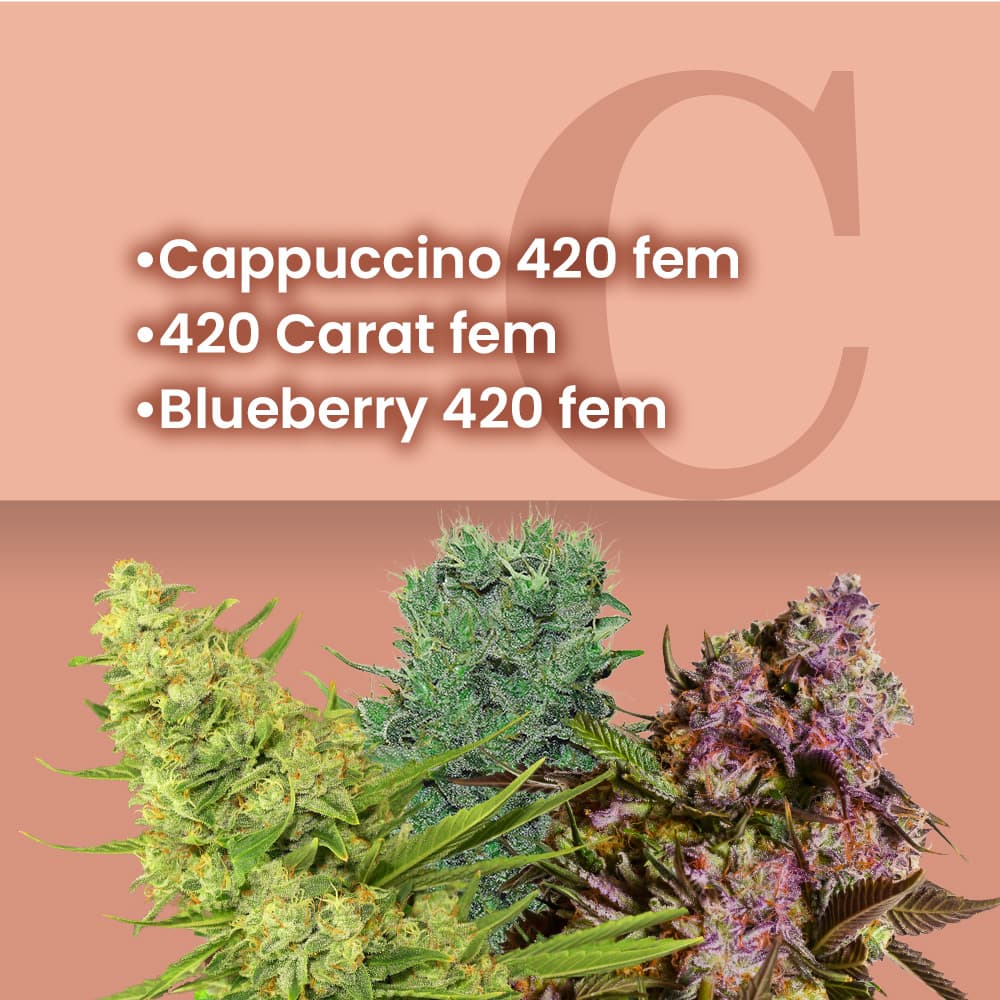 Special 420 Combo - photo 1