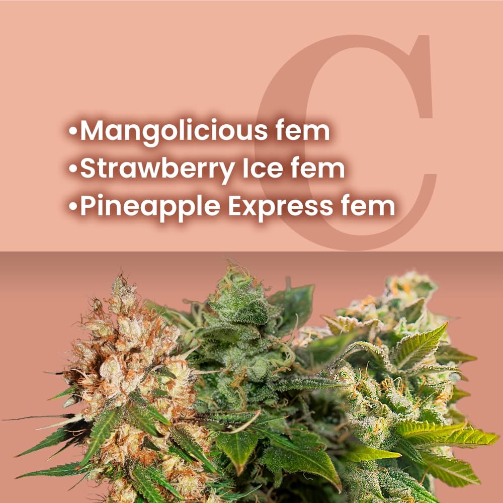Fruit Basket Feminized Combo - photo 1