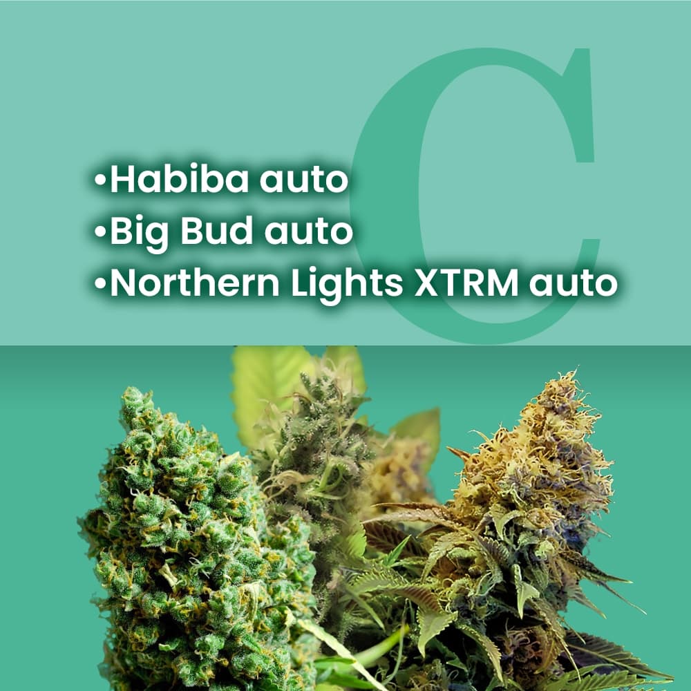 Indica Autoflower Combo - photo 1