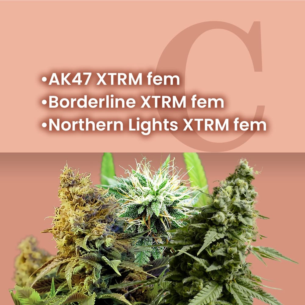 AMS Most Wanted Feminized Combo - photo 1
