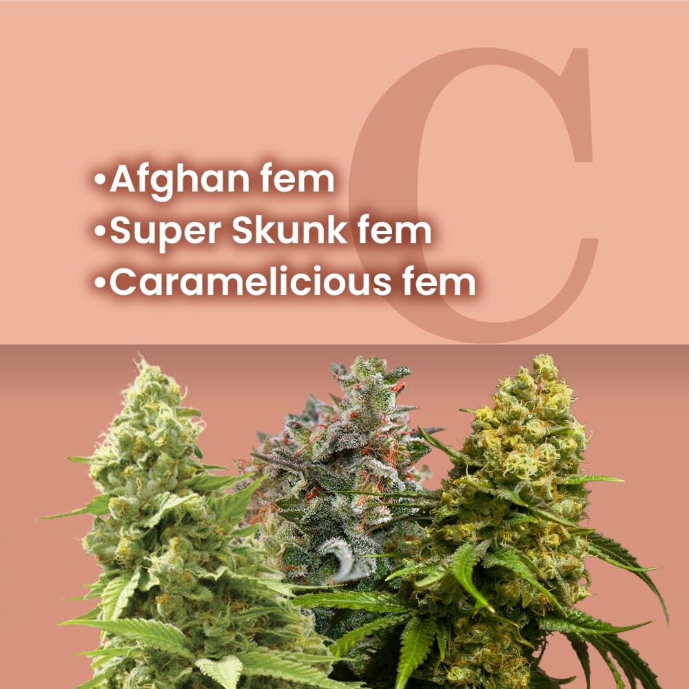 Easy Growing Feminized Combo - photo 1