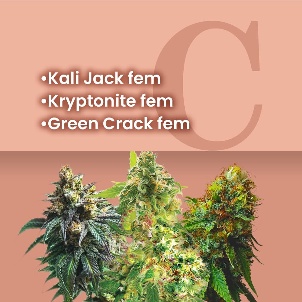 Heavy Duty Feminized Combo - photo 1