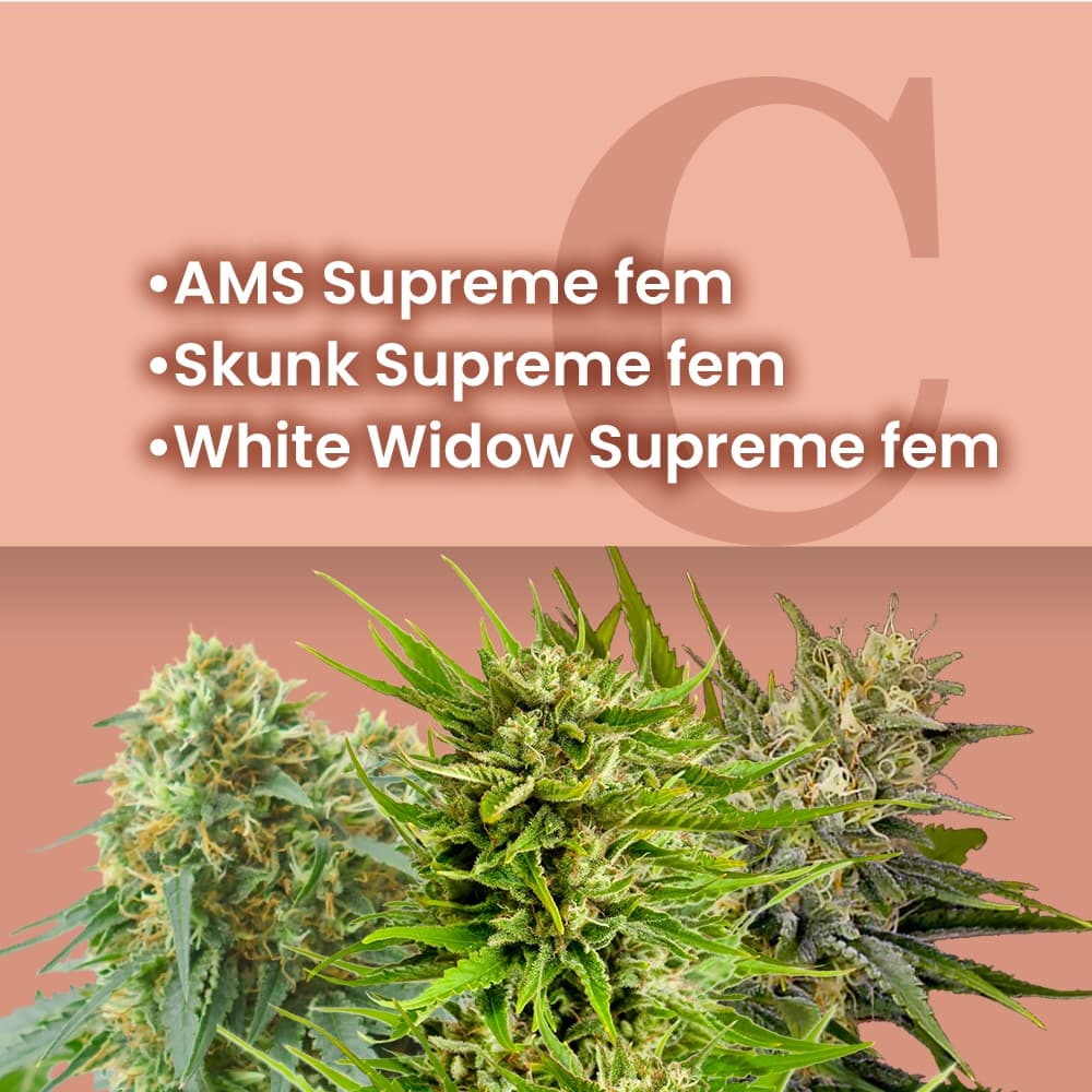 Supreme Feminized Combo - photo 1