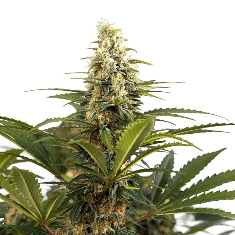 Bonbon D’Amour Feminized Seeds - photo 1