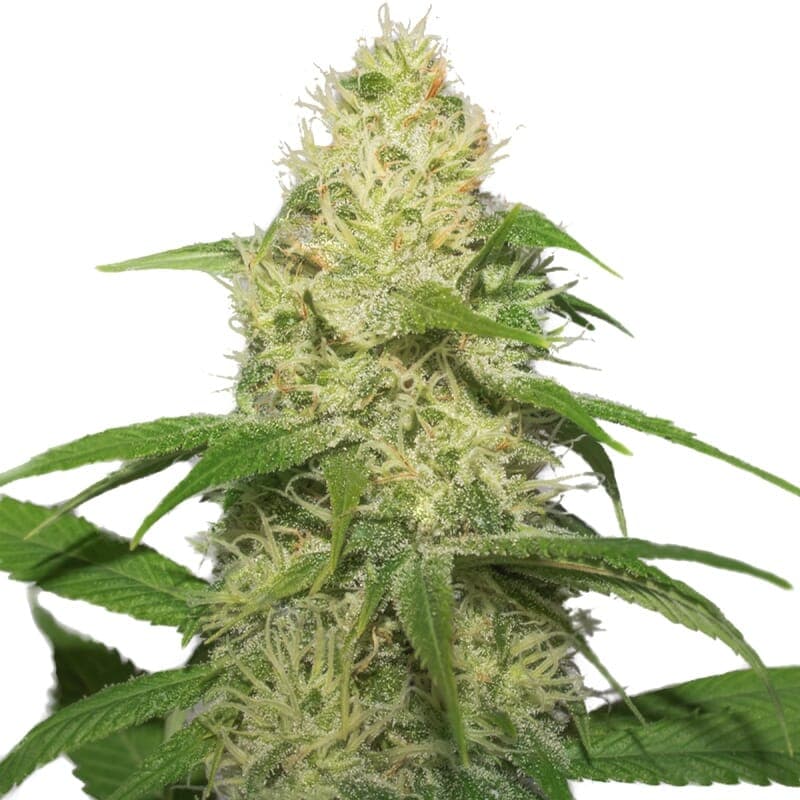Narco Feminized Seeds - photo 1