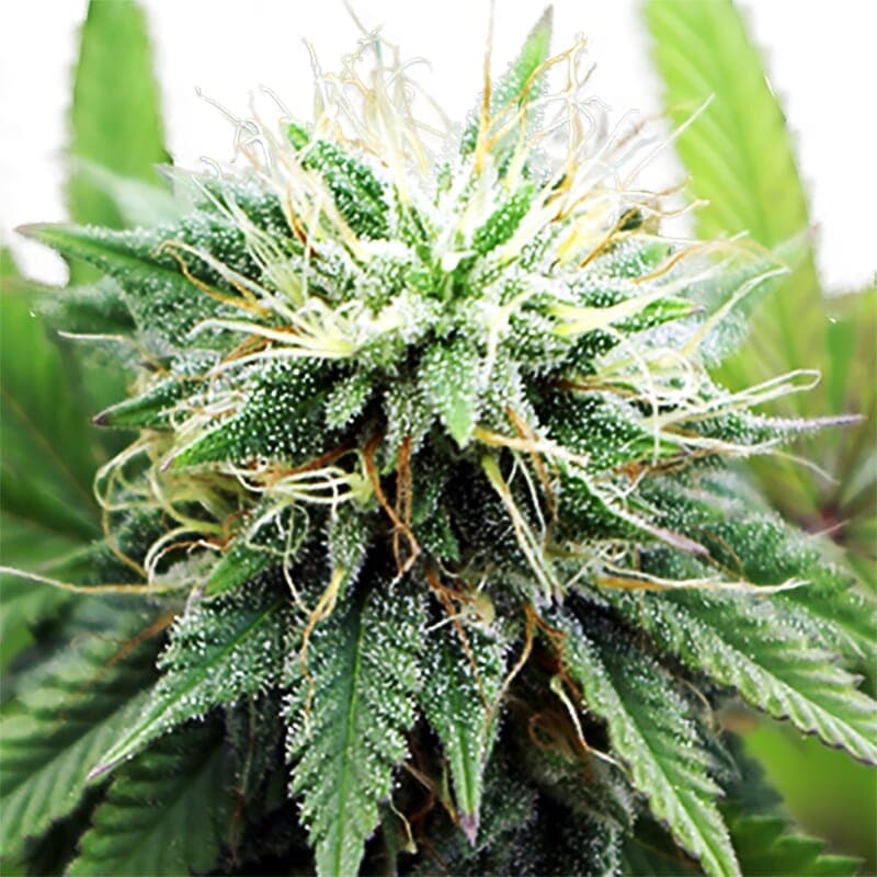 AK 47 XTRM ® Regular Seeds - photo 1