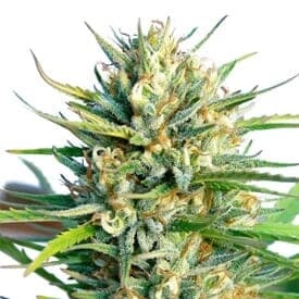 Lemon Ice Regular Seeds - photo 1