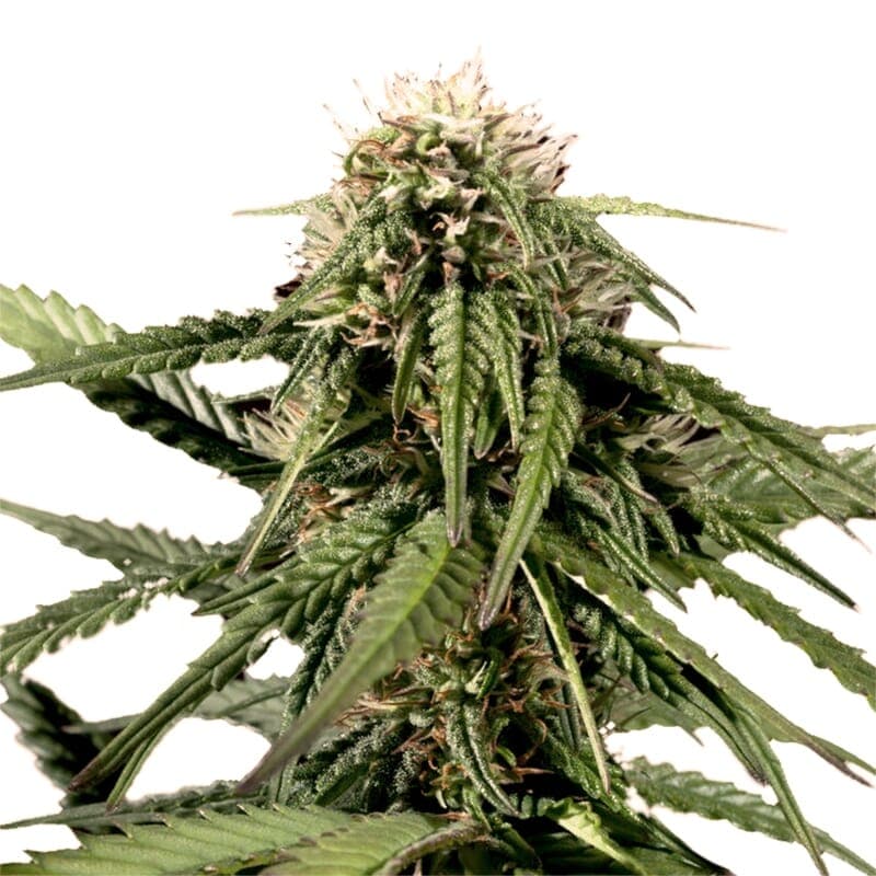 Haze Regular Seeds - photo 1