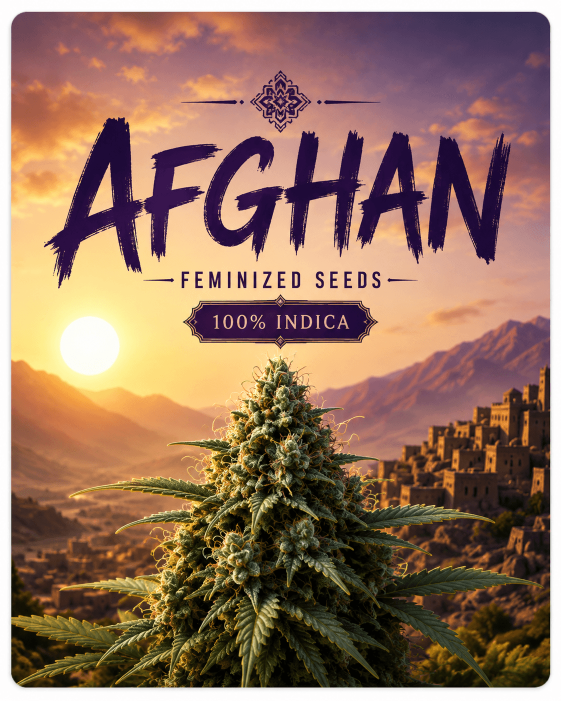 Afghan Feminized Seeds - photo 7