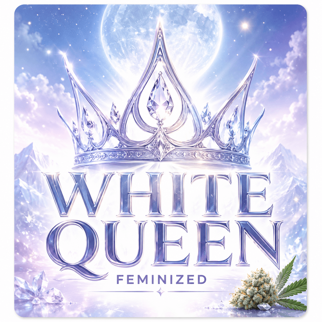 White Queen Feminized Seeds: Your Royal Highness - photo 3