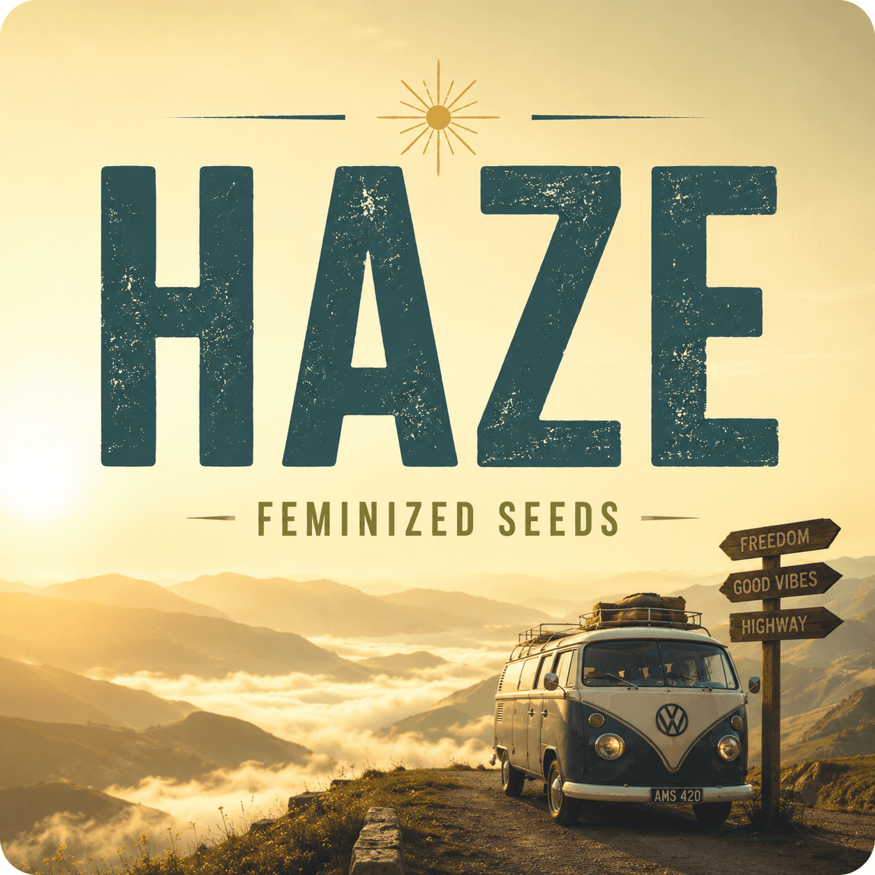 Haze Feminized Seeds - photo 3