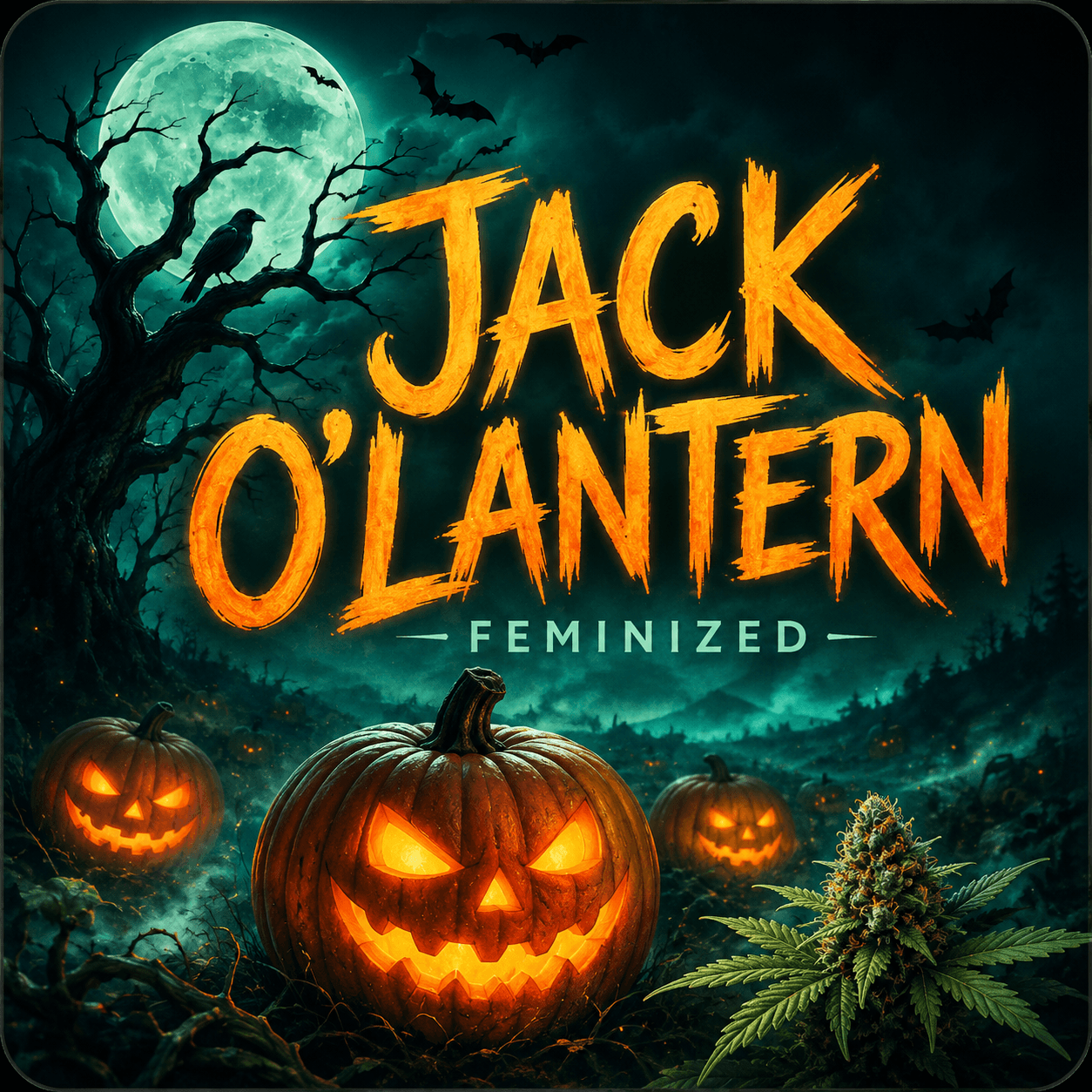 Jack O’Lantern Feminized Seeds - photo 4