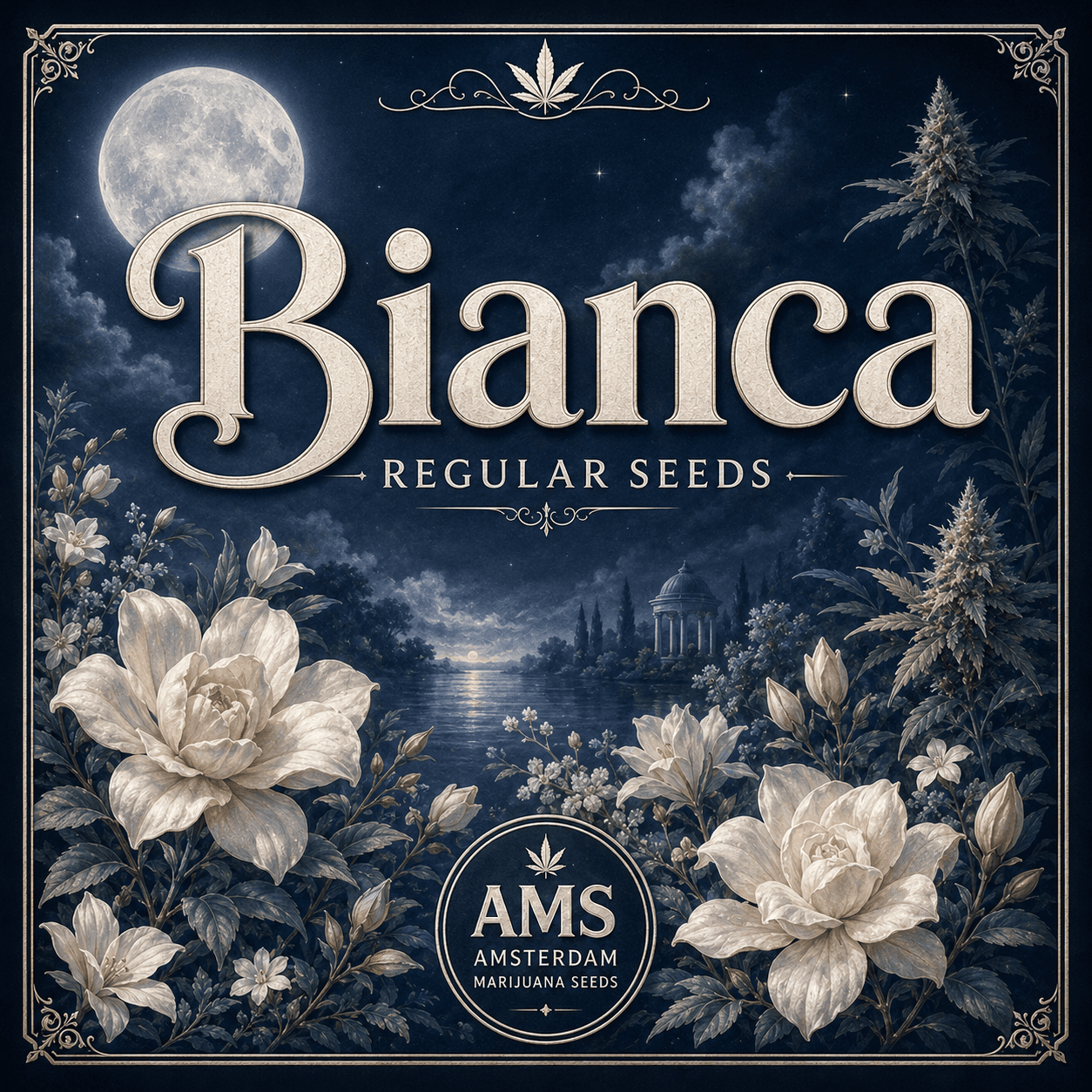 Bianca Regular Seeds - photo 3