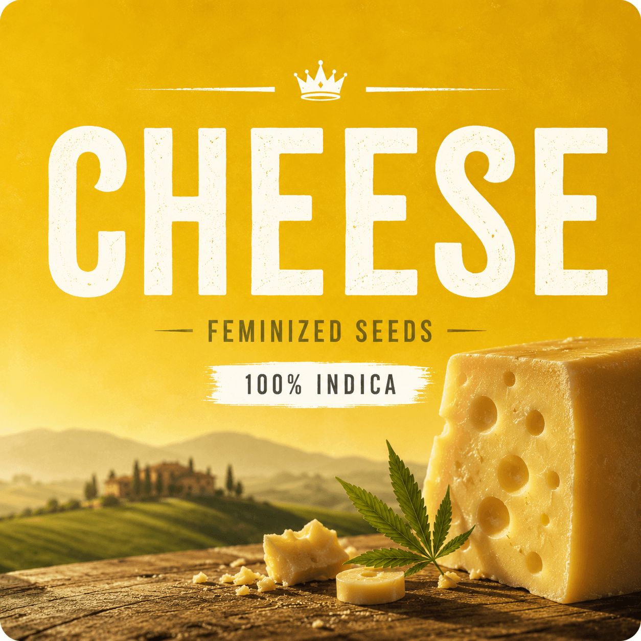 Cheese Feminized Seeds - photo 4