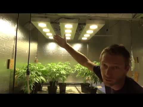 Best remedy for root aphids in your plants
