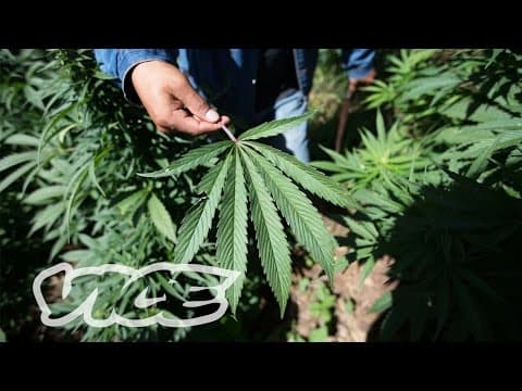 Medical Marijuana has been legalized in Mexico