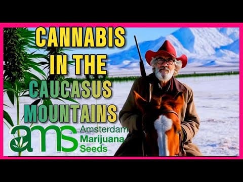 Cannabis in the Caucasus Mountains of Georgia