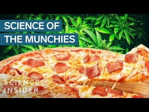 Marijuana munchies – Science of the Munchies