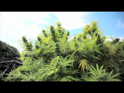 Mother Nature’s Cannabis Garden of Eden