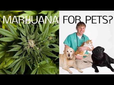 Pets on pot