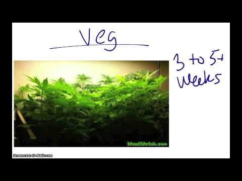 How to choose the best indoor cannabis strain