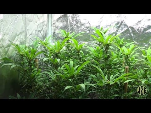 Pruning for better yields