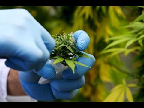 Italy is considering ending marijuana prohibition