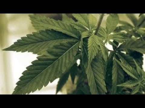 Trump will change the future of marijuana!