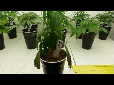 Overwatering your plants will lead to root rot