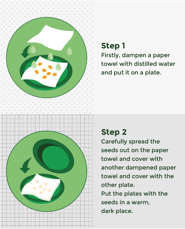 Germinating cannabis seeds between damp paper towels