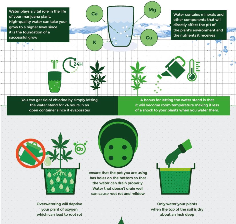Watering a cannabis plant