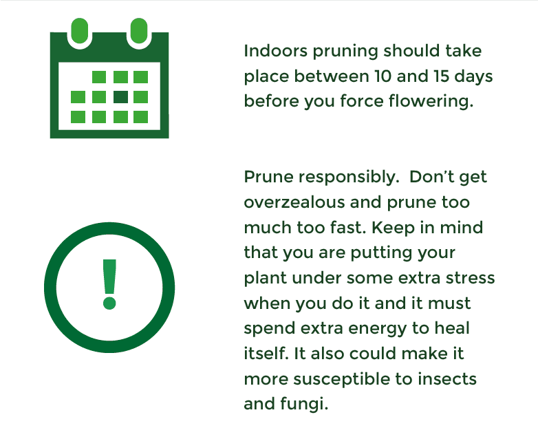 Indoor pruning of a cannabis plant