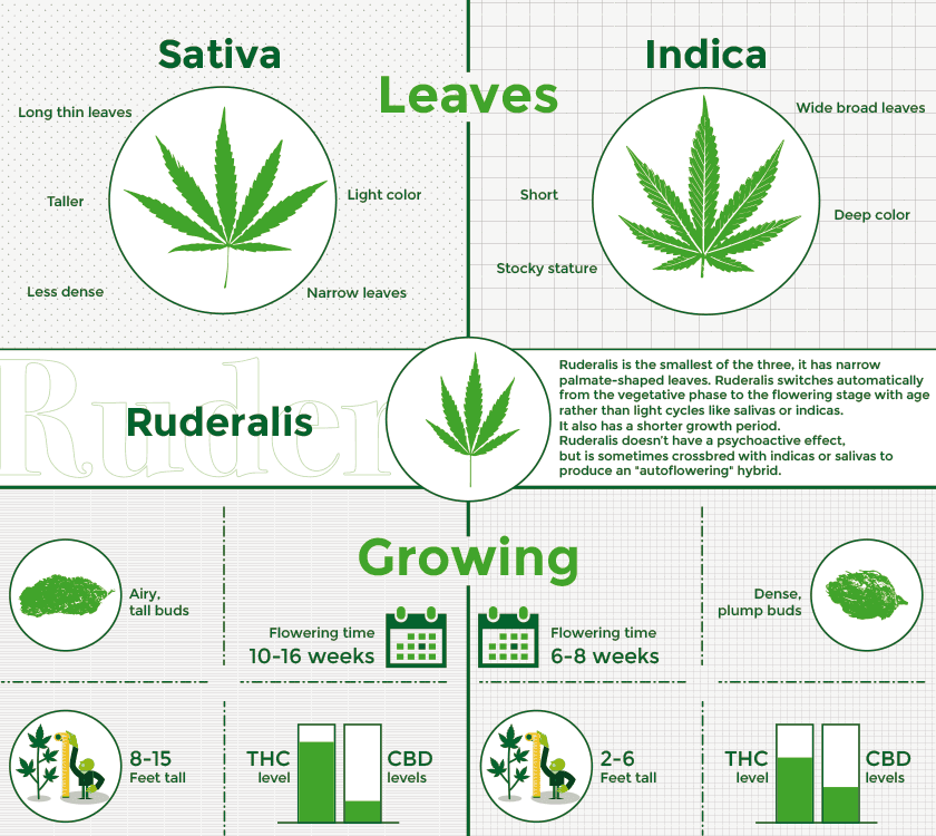 Sativa, Indica, and Ruderalis cannabis plant shapes compared