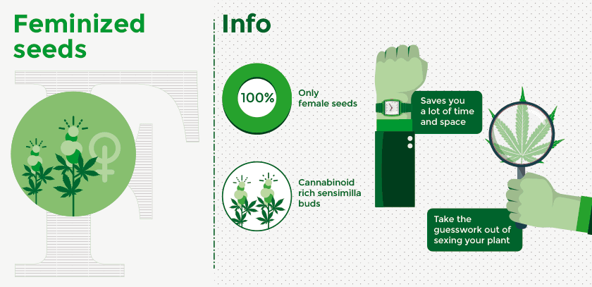 Feminized cannabis seeds