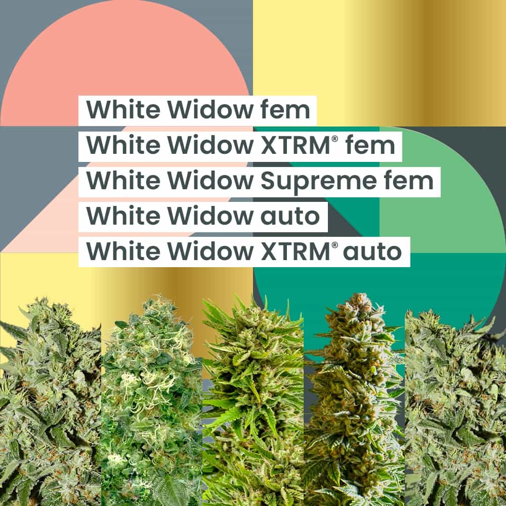 AMS White Widow 25th Anniversary Combo