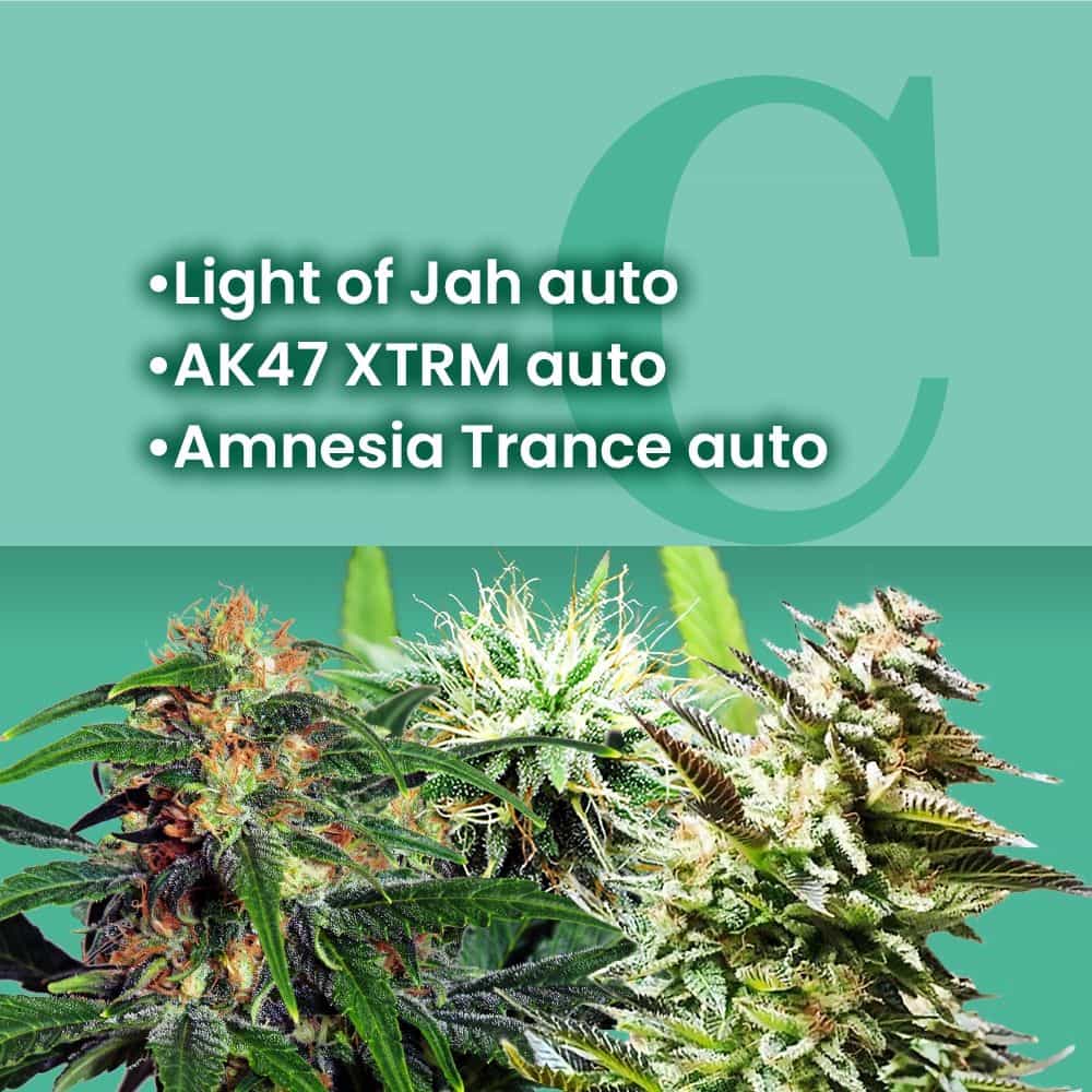 AMS Most Wanted Autoflower Combo