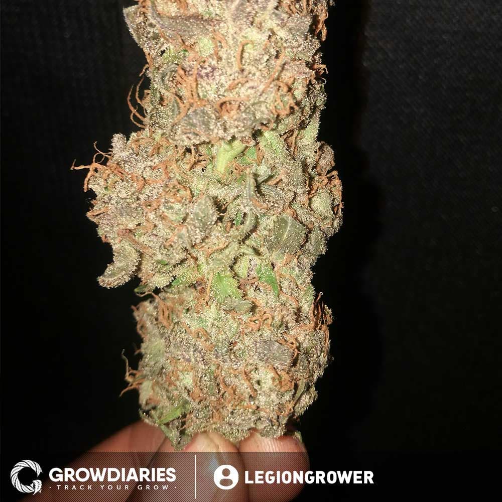 White Widow Feminized Seeds - photo 4