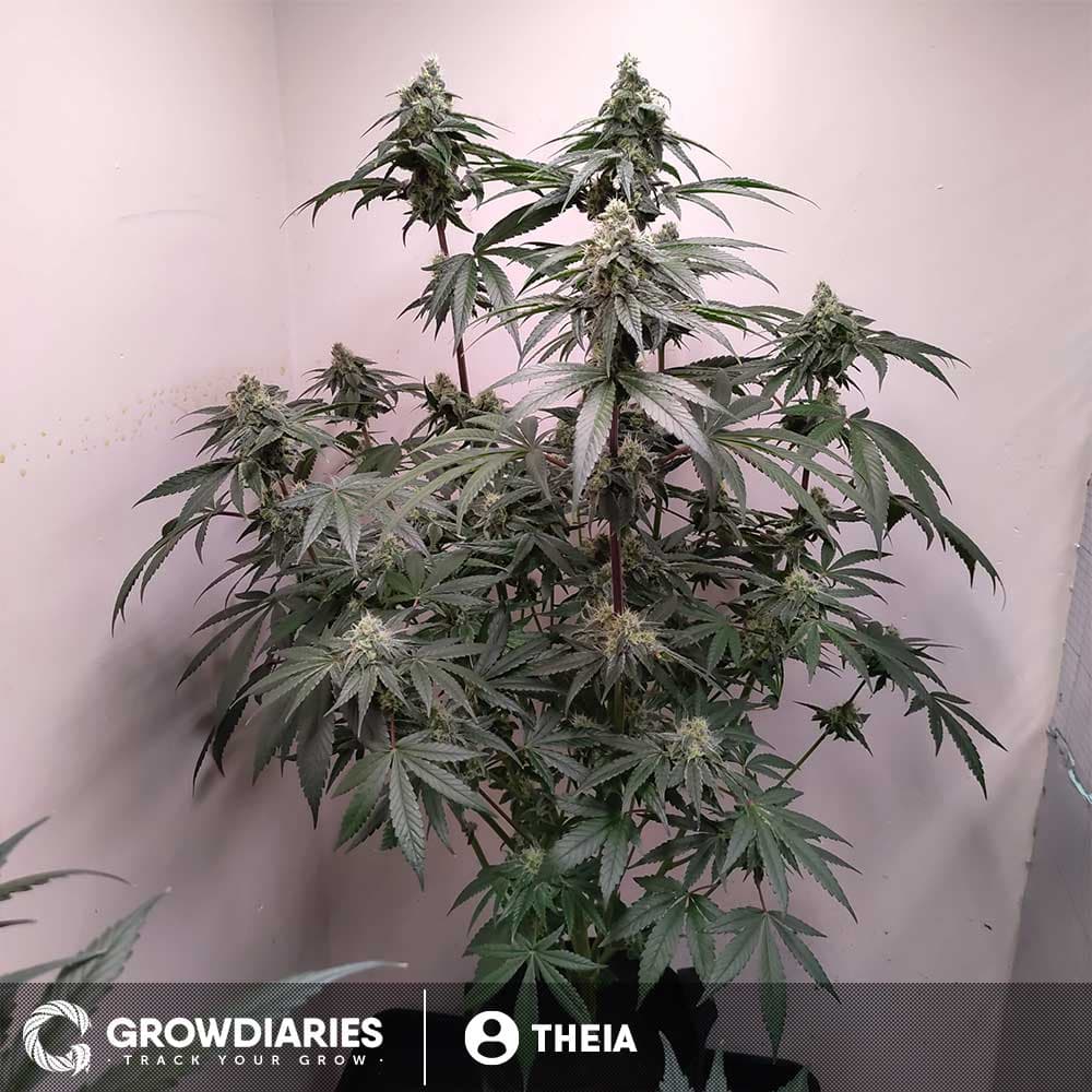 White Widow Feminized Seeds - photo 6