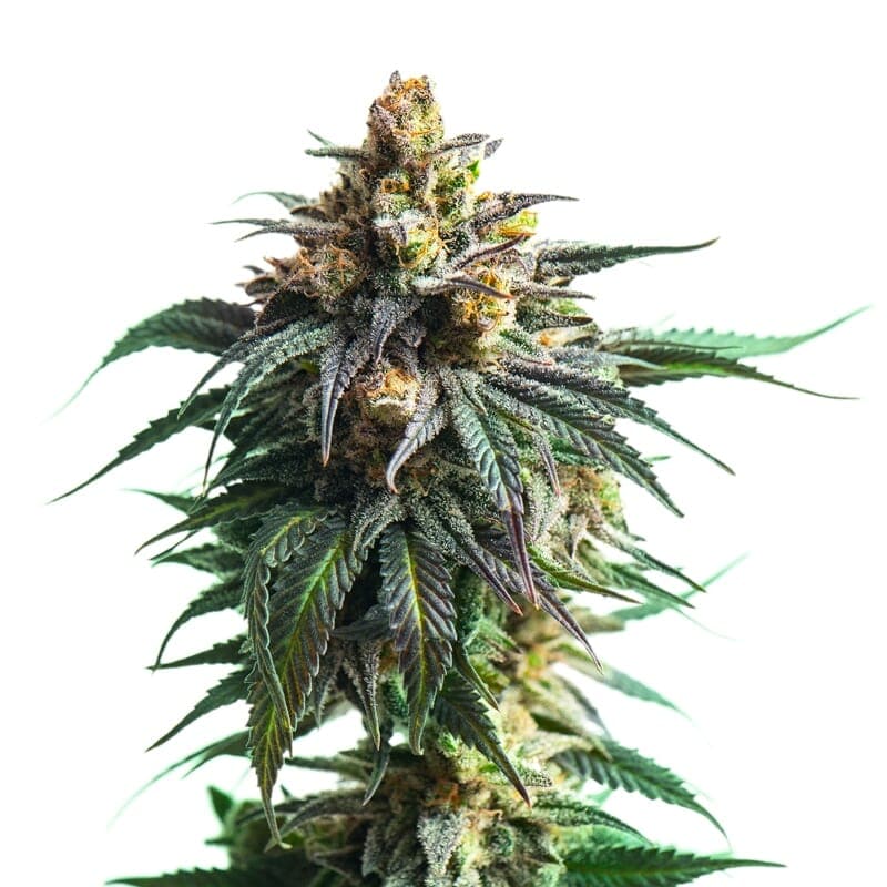 Kali Jack Feminized Seeds - photo 1