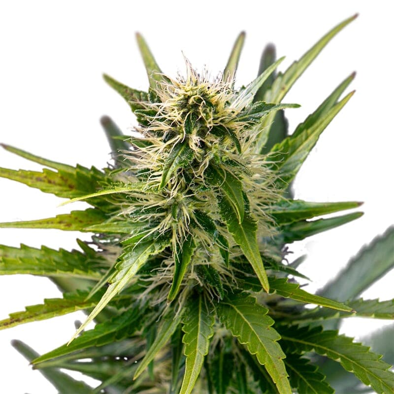 Sour Kali Feminized Seeds - photo 1