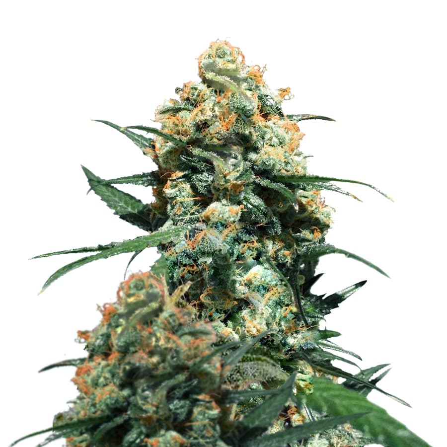 L.A. Don Feminized Seeds - photo 1