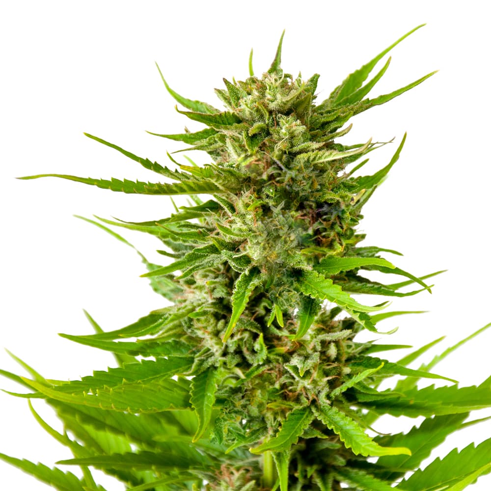 Peanut Butter Breath Feminized Seeds - photo 1