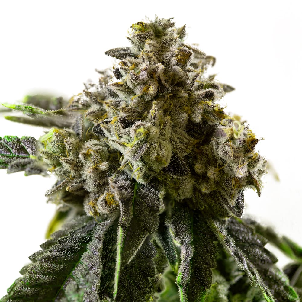 Cherry Pie Feminized Seeds - photo 1