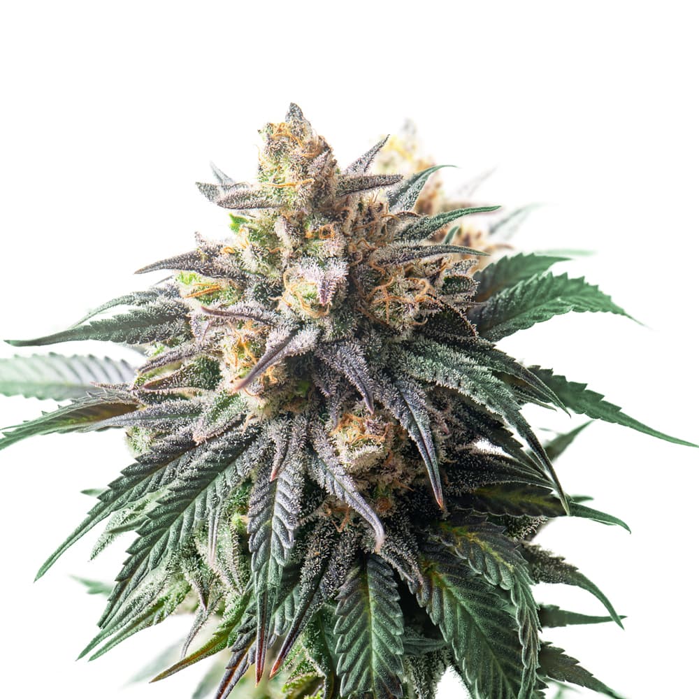 Slurricane Feminized Seeds - photo 1