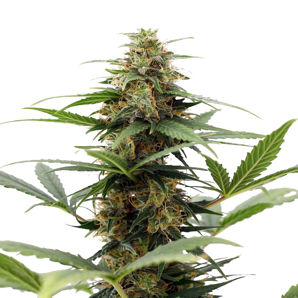 Gushers Feminized Seeds - photo 1