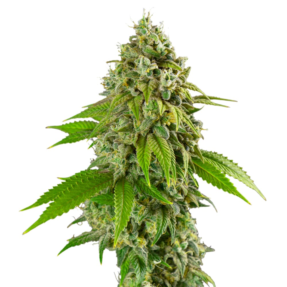 Purple Punch Feminized Seeds - photo 1
