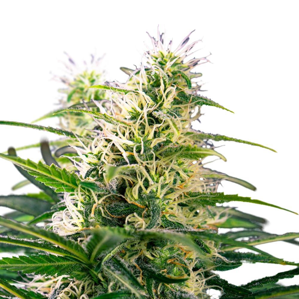 Ice Cream Cake Feminized Seeds - photo 1