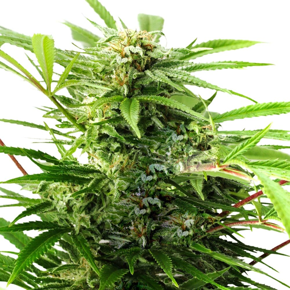 Limoncello Kush CBD Feminized Seeds - photo 1