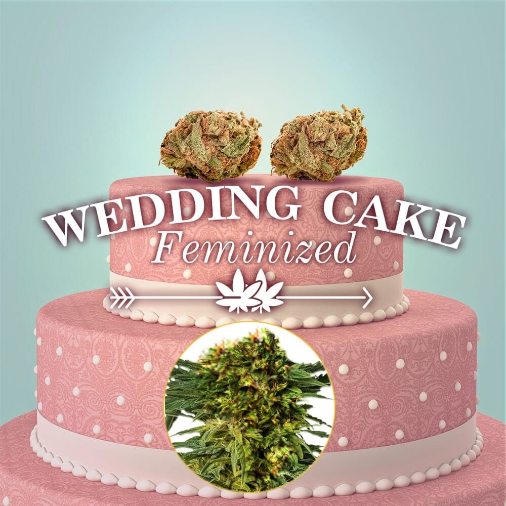 Wedding Cake Feminized Seeds - photo 2